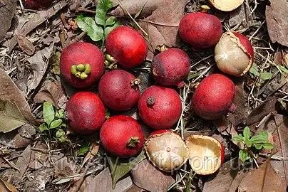 Garcinia celebica