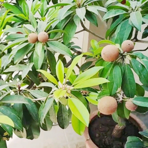 SUPPOTTA PLANT