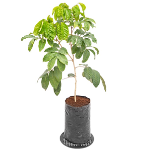 CEASER RAMBUTTAN