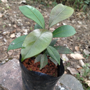 MANGOSTEEN PLANT
