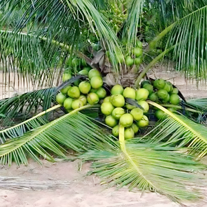 Ganga Bondam Coconut Plant