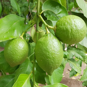 Cherunarakam