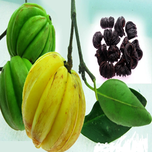 Kudampuli