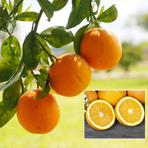 Bush Orange