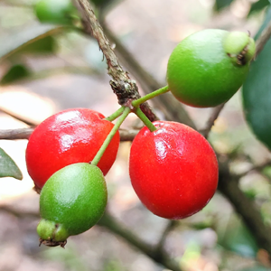 Cedar Bay Cherry