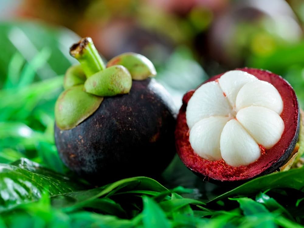 Garcinia mangostana