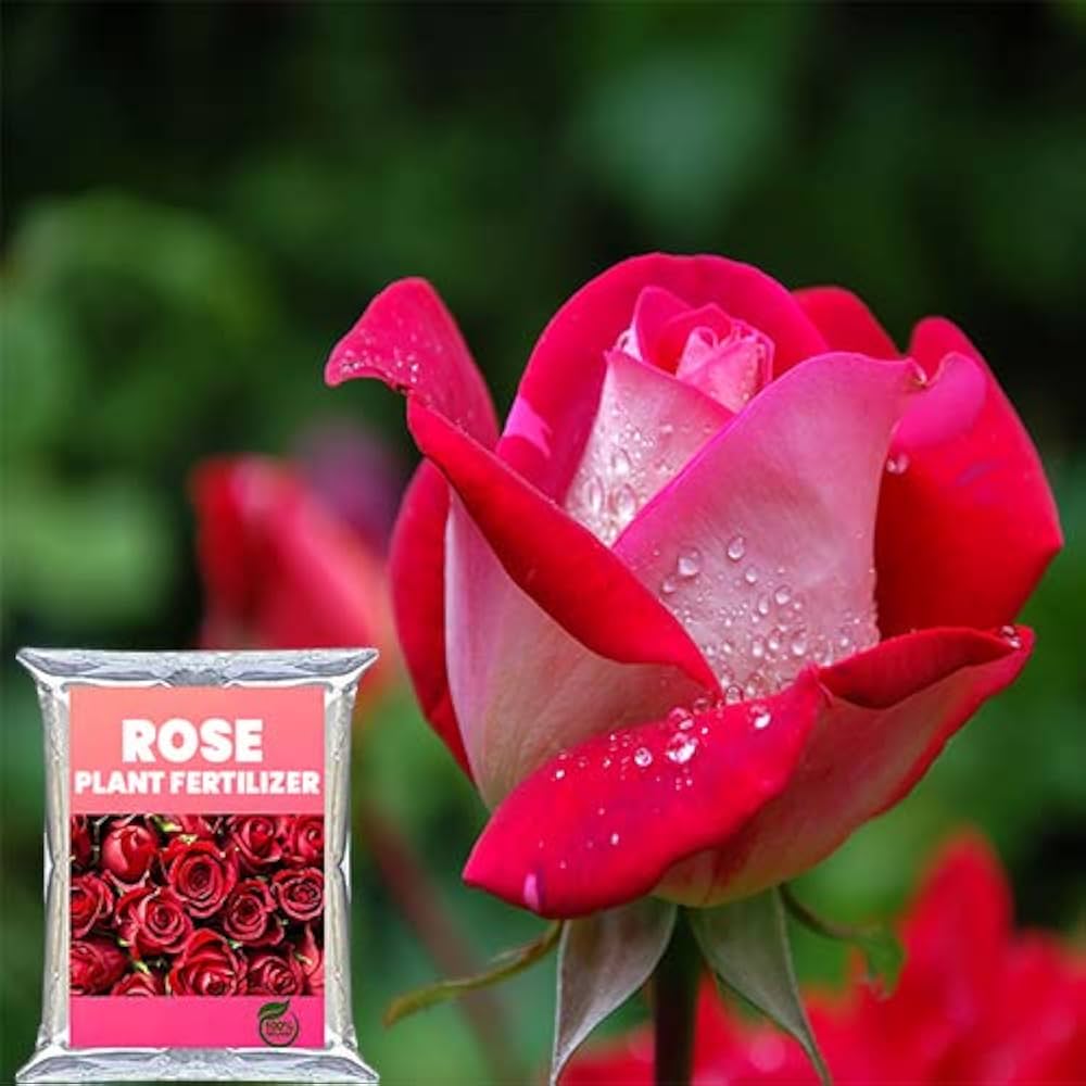 Rose plant