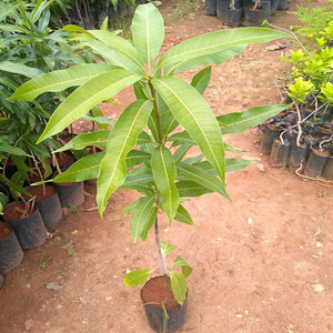 KOTTOORKONAM