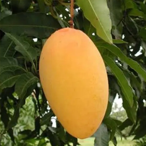 NASI PASANTH