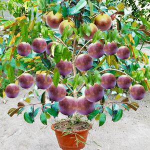 MILK FRUIT