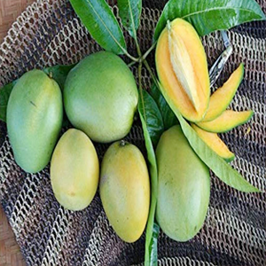 Moovandan Plant
