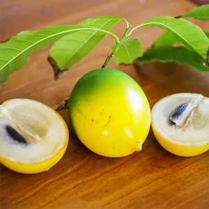 Giant Abiu Plant