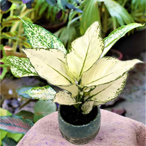 Aglonima White