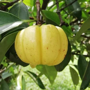 Kudampuli