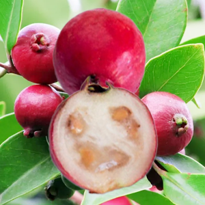 Strawberry Guava