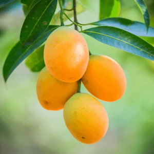 Katimon Mango