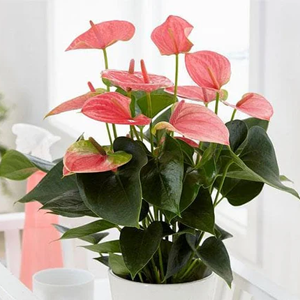 Indoor Plants