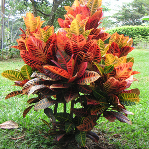 Croton Plants