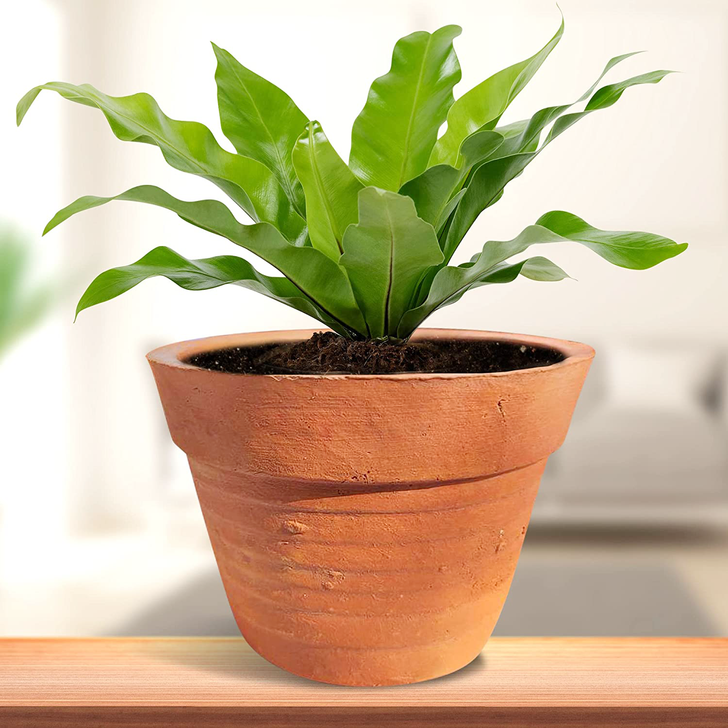 Pot Plants