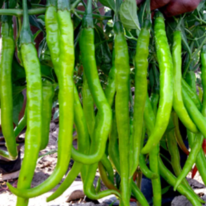 Hybrid Chilly