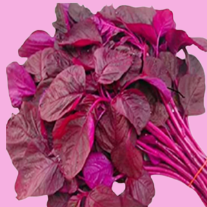 Red Amaranthus