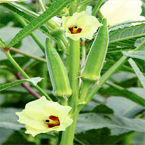 Bendhi Green