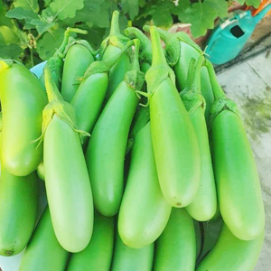 Hybrid Brinjal