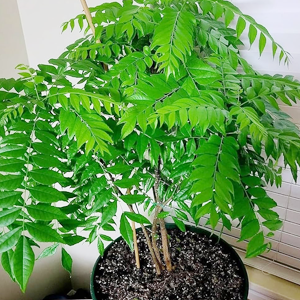 CURRY LEAVES
