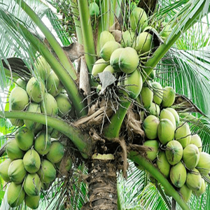 Coconut Plant