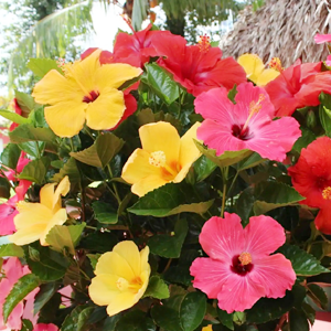 Outdoor plants