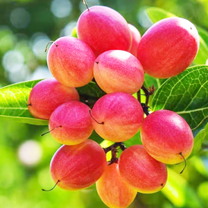 FruitPlants